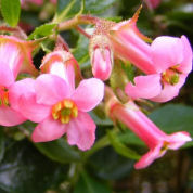 Escallonia macrantha Rose